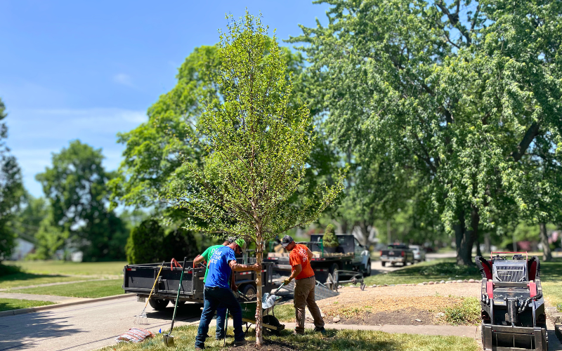 The iTrees.com crew plants a River Birch on the city's parkway.